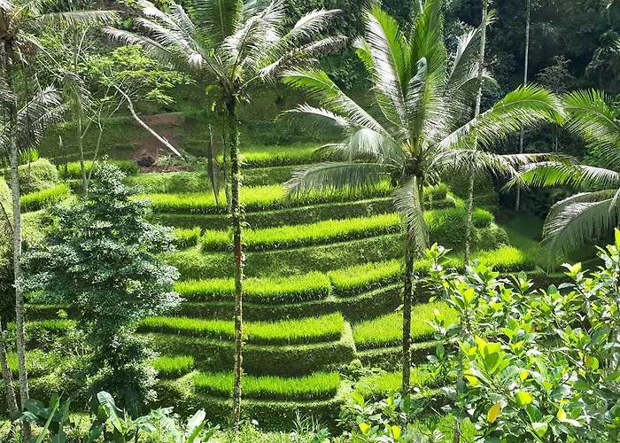 Tangkas House
